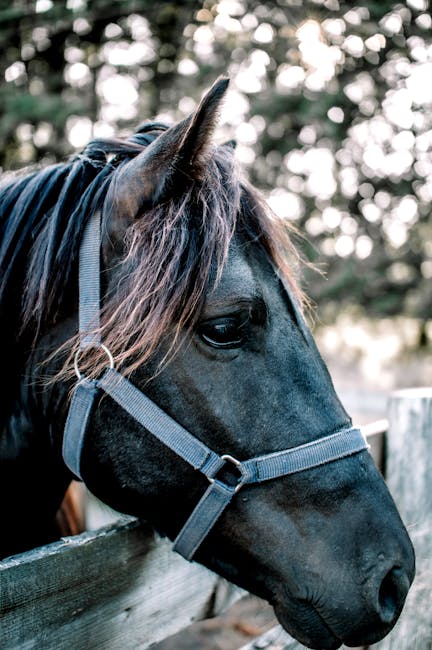 Close-up image of a dark brown horse's head, showing its large eye, long mane, and shiny coat, resting its head on a wooden fence. The horse is wearing a blue halter with metal buckles and rings, and the background features blurred greenery with sunlight filtering through trees, indicating an outdoor stable or farm setting. This scene is related to equine care within a rural environment, often associated with home relocation or estate management, which may be supported by professional removals services like those offered by Man with Van Chalk Farm for secure transport of large animals or farm assets during house moves or property clearances.